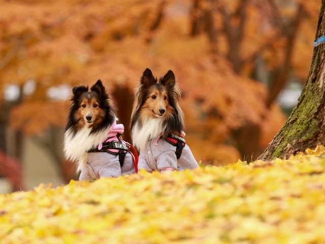 【秋旅SALE】≪一律10％OFF≫愛犬と奥日光の温泉旅をお得に♪