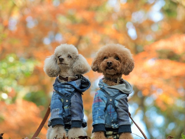 【秋SALE】≪一律20％OFF≫奥日光の景色を愛犬と楽しむ温泉旅