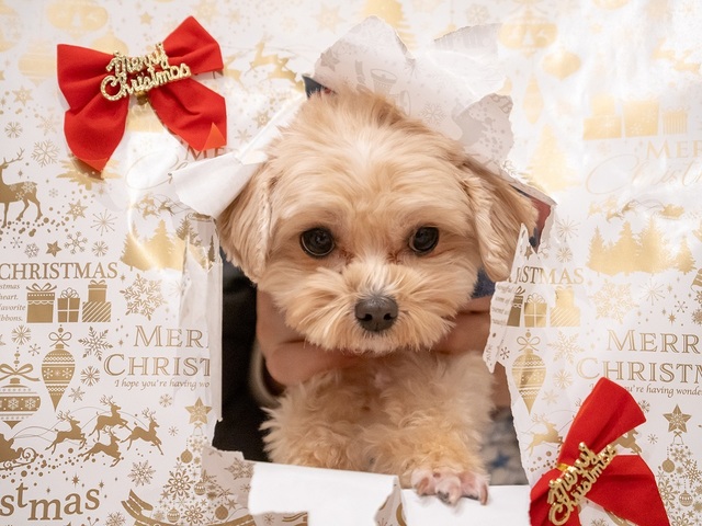 【2026クリスマス×ゆるり奥日光withDOGS】ワンちゃんケーキや愛犬利用無料などの4大特典付き♪