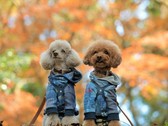 【秋SALE】≪一律20％OFF≫奥日光の景色を愛犬と楽しむ温泉旅
