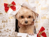 【2026クリスマス×ゆるり奥日光withDOGS】ワンちゃんケーキや愛犬利用無料などの4大特典付き♪