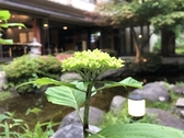 紫陽花