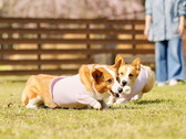ペット同伴
