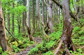 苔の森。ひんやりとした神秘的な空間。