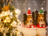 【ゆるり西伊豆×2026クリスマス】ワンちゃんと飼い主さんに贈る３つのギフト♪