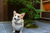 【ドッグフレンドリー】愛犬と一緒に、快適なご滞在を！