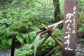 【たじま高原植物園】和池の大カツラは兵庫県の天然記念物です。